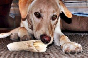 Mi perro me muerde: el escalón final de una cadena de comunicación