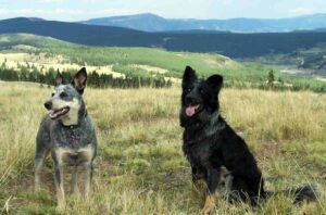 Mi perro se orina: razones y consejos para evitarlo