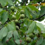 nogal-juglans-regia