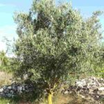 olivo-olea-europaea