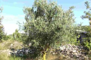 Olivo (Olea europaea), características, hojas, cuidados. Aceituna, propiedades y tipos