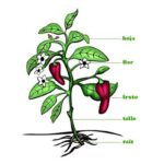 partes-de-las-plantas