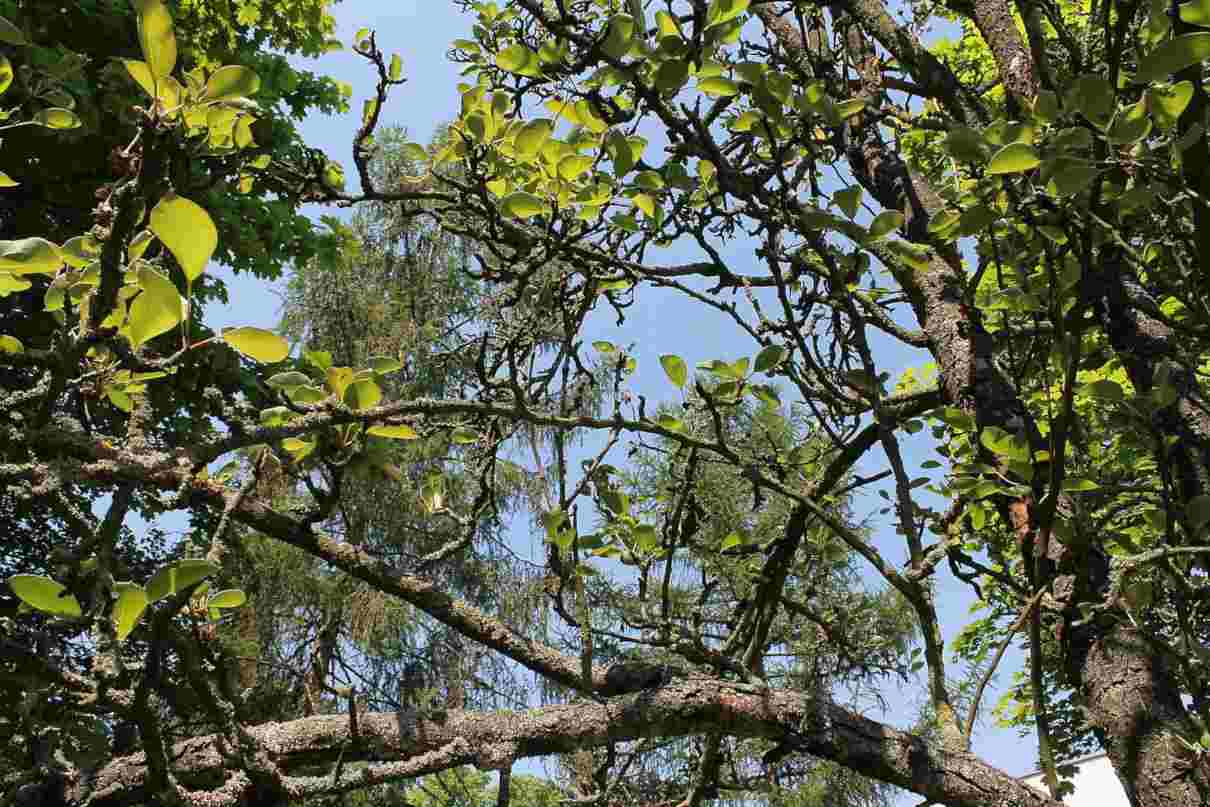 Pera, características, propiedades y beneficios. Peral (Pyrus communis), cultivo y cuidados