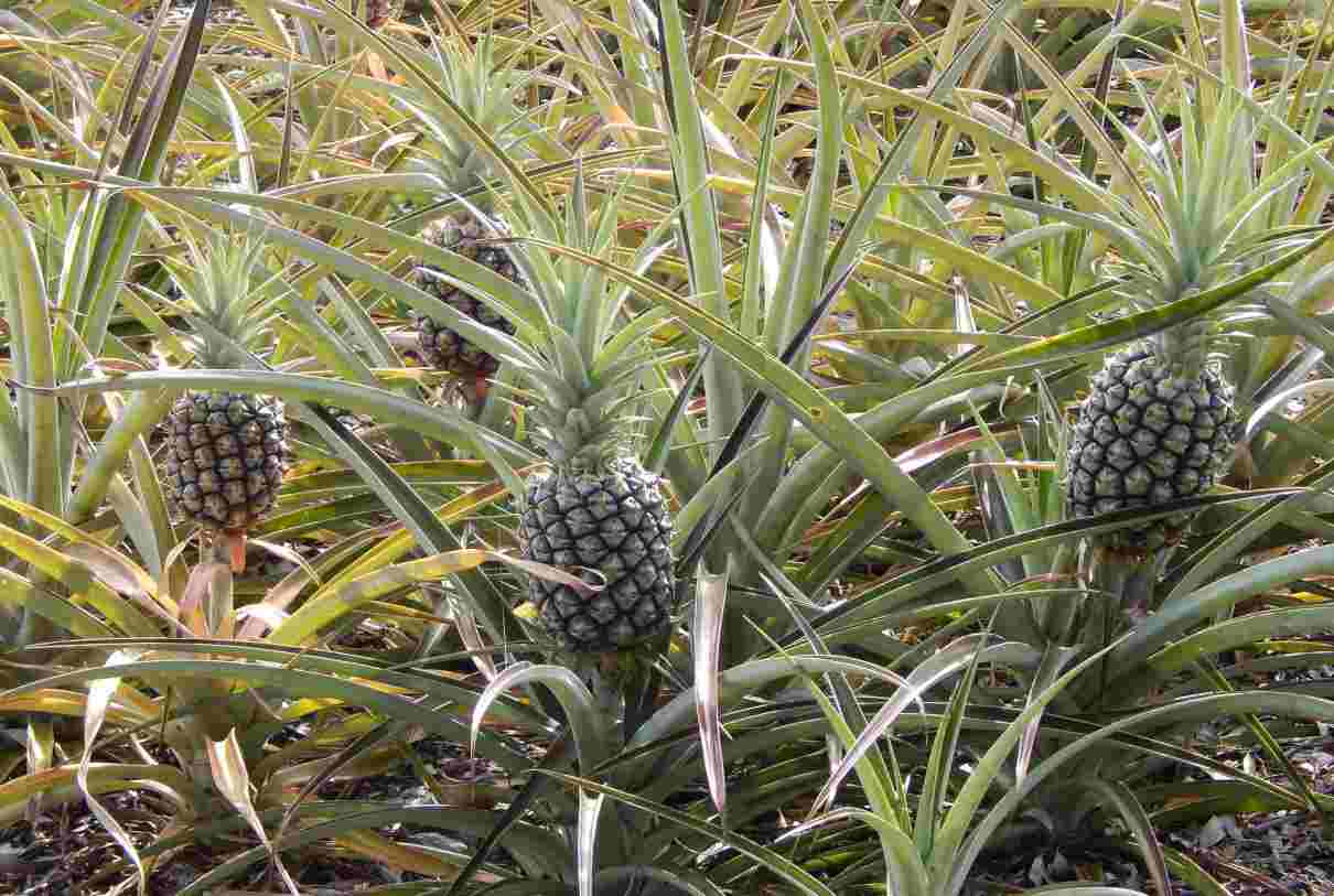 Piña, características de la planta, cultivo. Propiedades de la piña, beneficios