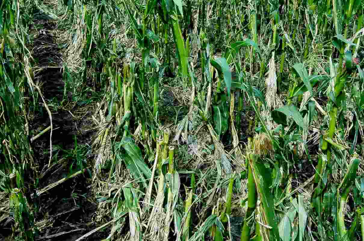 Plantas monoicas y dioicas: ejemplar monoico.