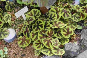 Plantas de interior, usos ornamentales y ejemplos