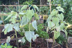 Plantas herbáceas, vegetación con gran diversidad
