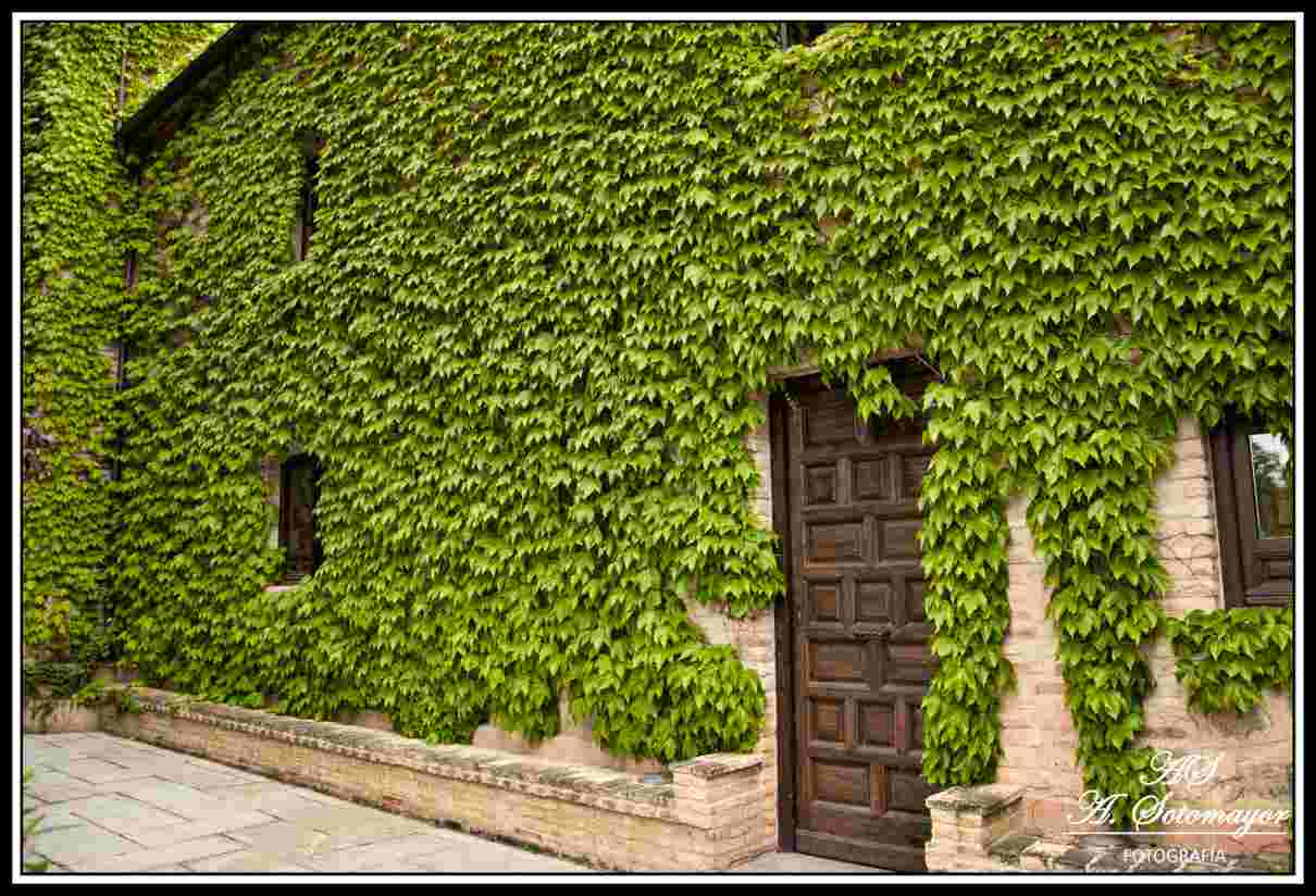 Plantas trepadoras para vallas y muros