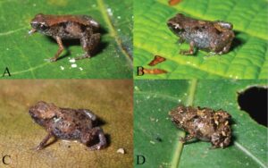 Ranas más pequeñas del mundo: evolución hacia mínimo tamaño