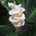 reproduccion-de-las-plantas