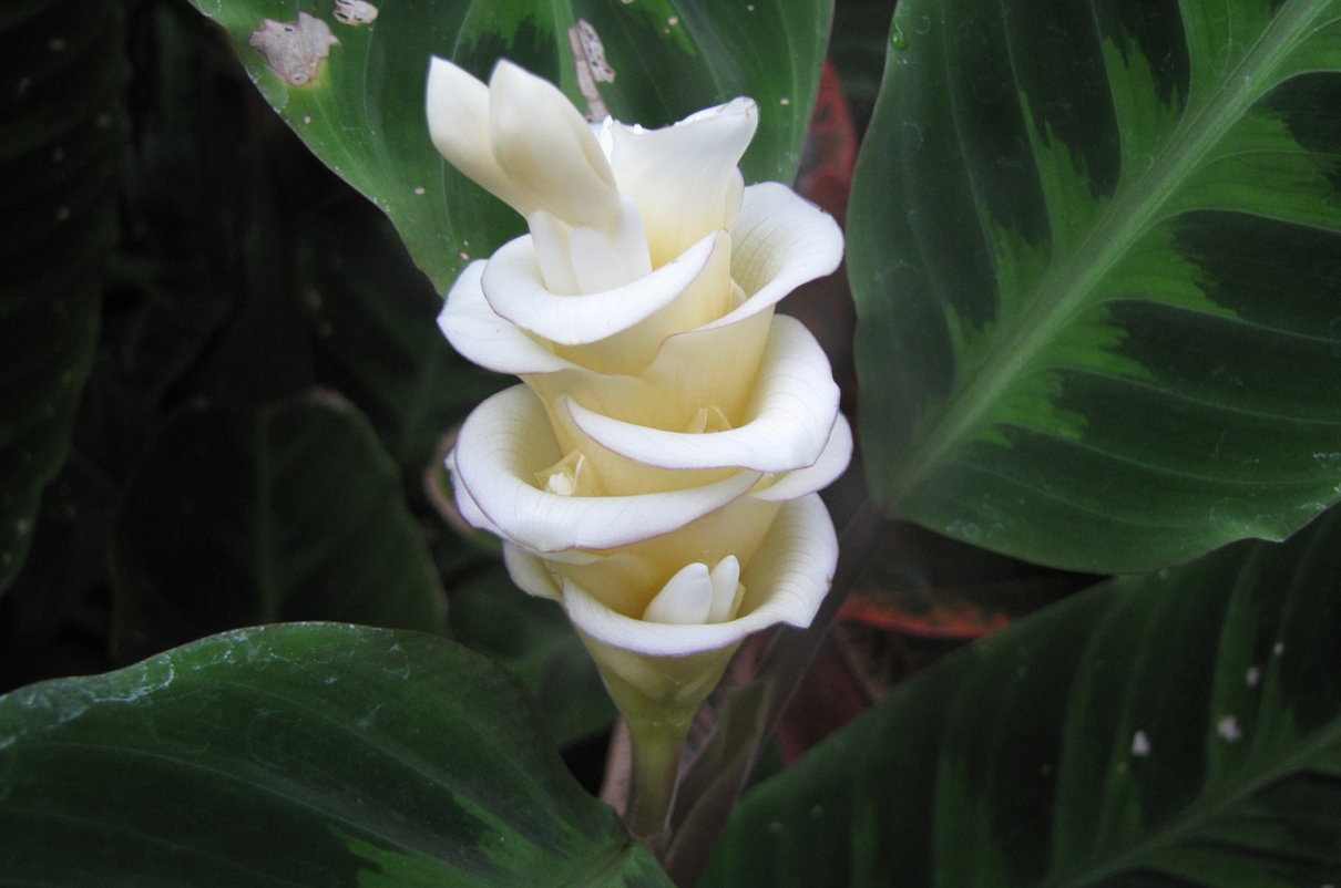 Reproducción de las plantas