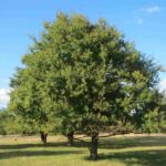 roble-comun-quercus-robur