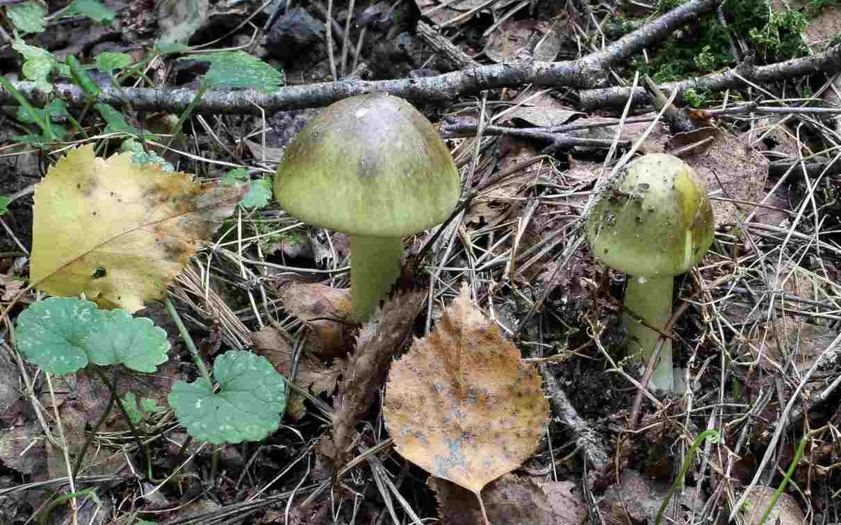 Setas más venenosas