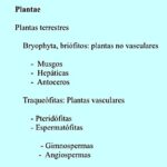 taxonomia-vegetal-plantas