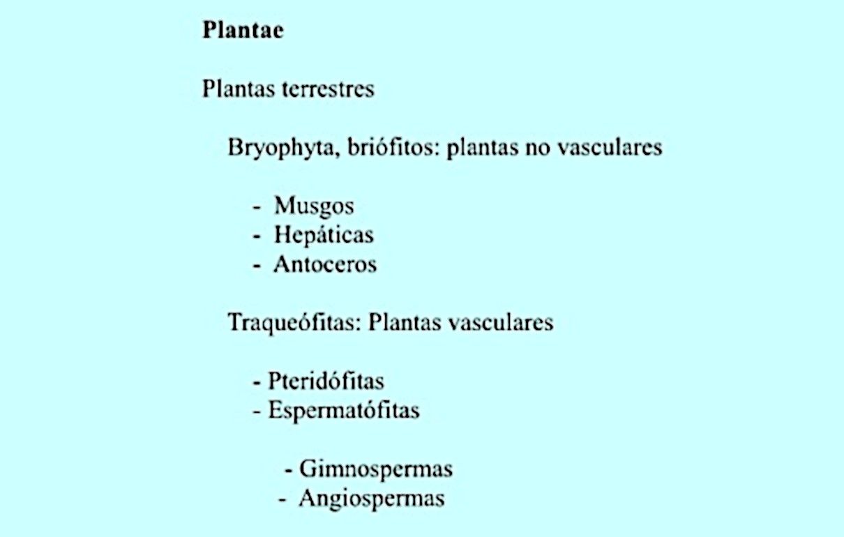 Taxonomía vegetal – clasificación de las plantas terrestres