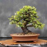 Técnicas de bonsái para conseguir un bello árbol en miniatura tecnicas-de-bonsai