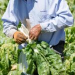 acelga-beta-vulgaris-var-cicla