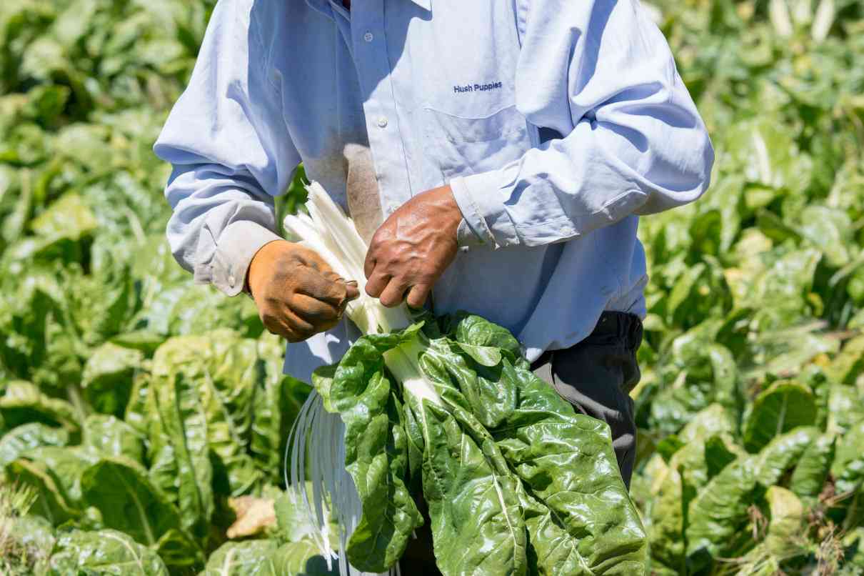 Acelga, Beta vulgaris var. cicla