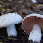 agaricus-campestris