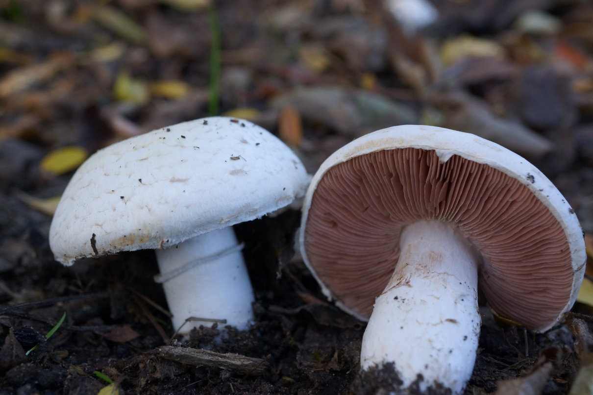 Agaricus campestris, champiñón silvestre