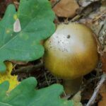 amanita-phalloides-oronja-verde