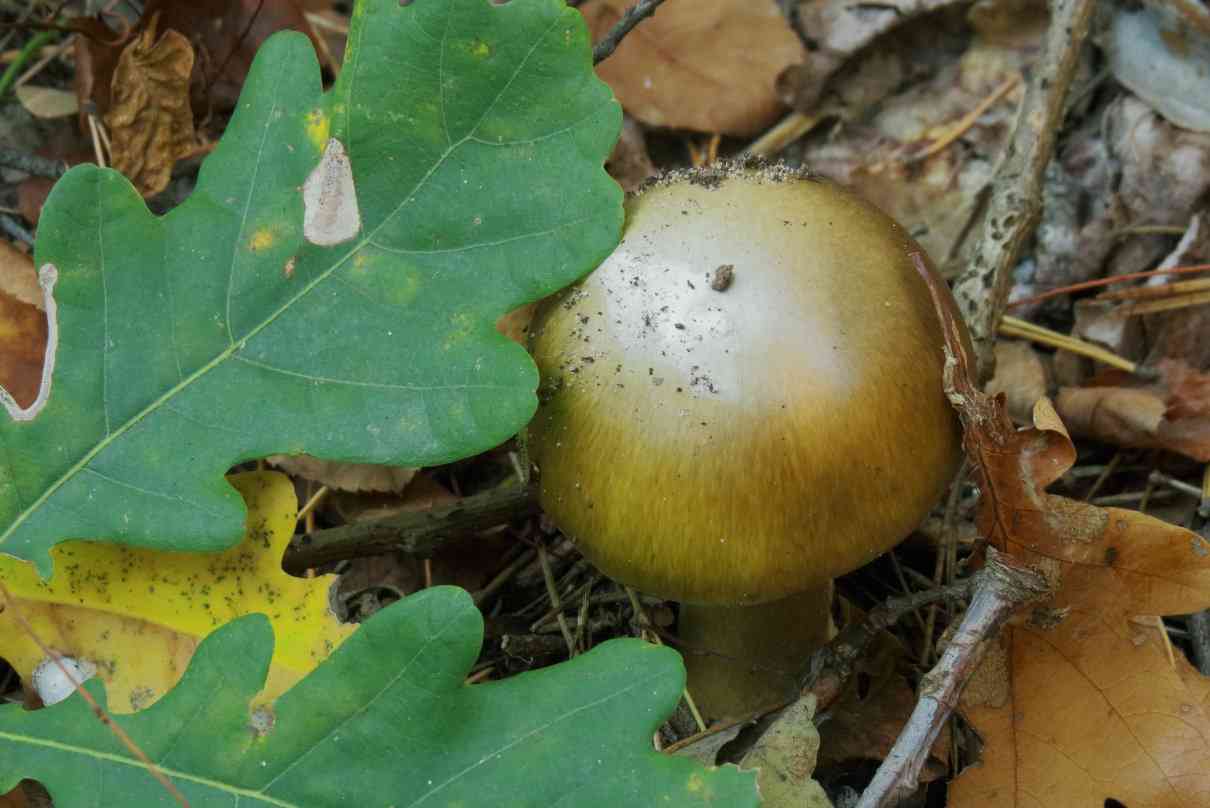 Amanita phalloides u oronja verde, una seta mortal