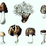 ascomicetos-ascomycota