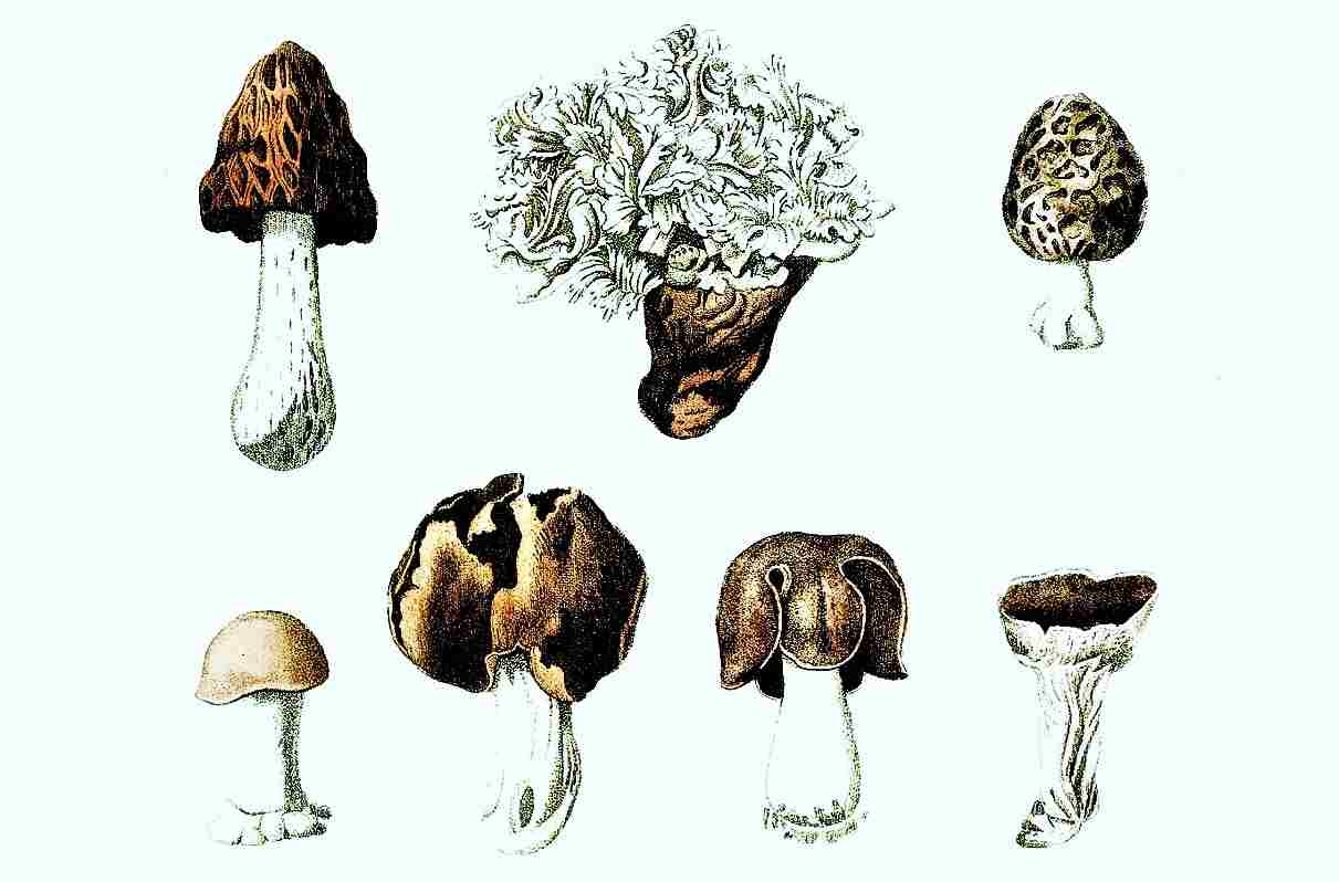 Ascomicetos (Ascomycota): características, morfología y reproducción