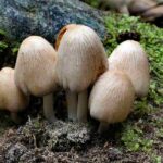 basidiomycota-basidiomicetos
