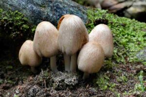 Basidiomycota (Basidiomicetos) e introducción a las setas