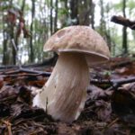 boletus-edulis-seta-calabaza