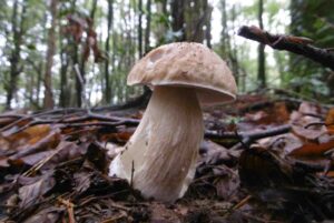 Boletus edulis (seta calabaza), características, hábitat y reproducción