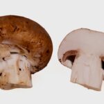 champinon-agaricus-bisporus