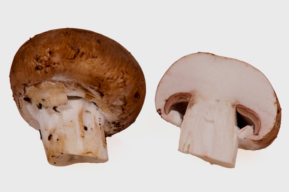 Champiñones, Agaricus bisporus