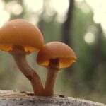galerina-marginada-rebordeada-marginata