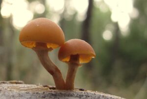 Galerina marginata, marginada o rebordeada, hongo de alta toxicidad