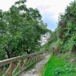 importancia-de-los-arboles