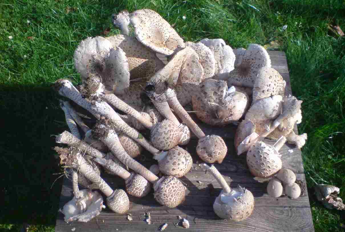 Macrolepiota procera, ficha del hongo o seta parasol