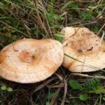 niscalo-rebollon-lactarius-deliciosus