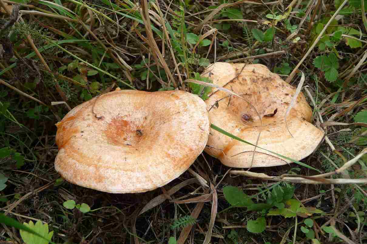 Níscalo o rebollón, Lactarius deliciosus. Características, dónde encontrarlo