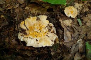 Rebozuelo (Cantharellus cibarius), características, hábitat, reproducción, posibles confusiones.