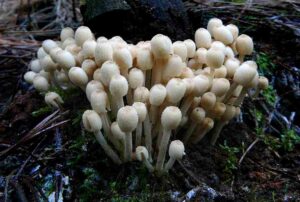 Hongos (reino Fungi): características y clasificación o tipos