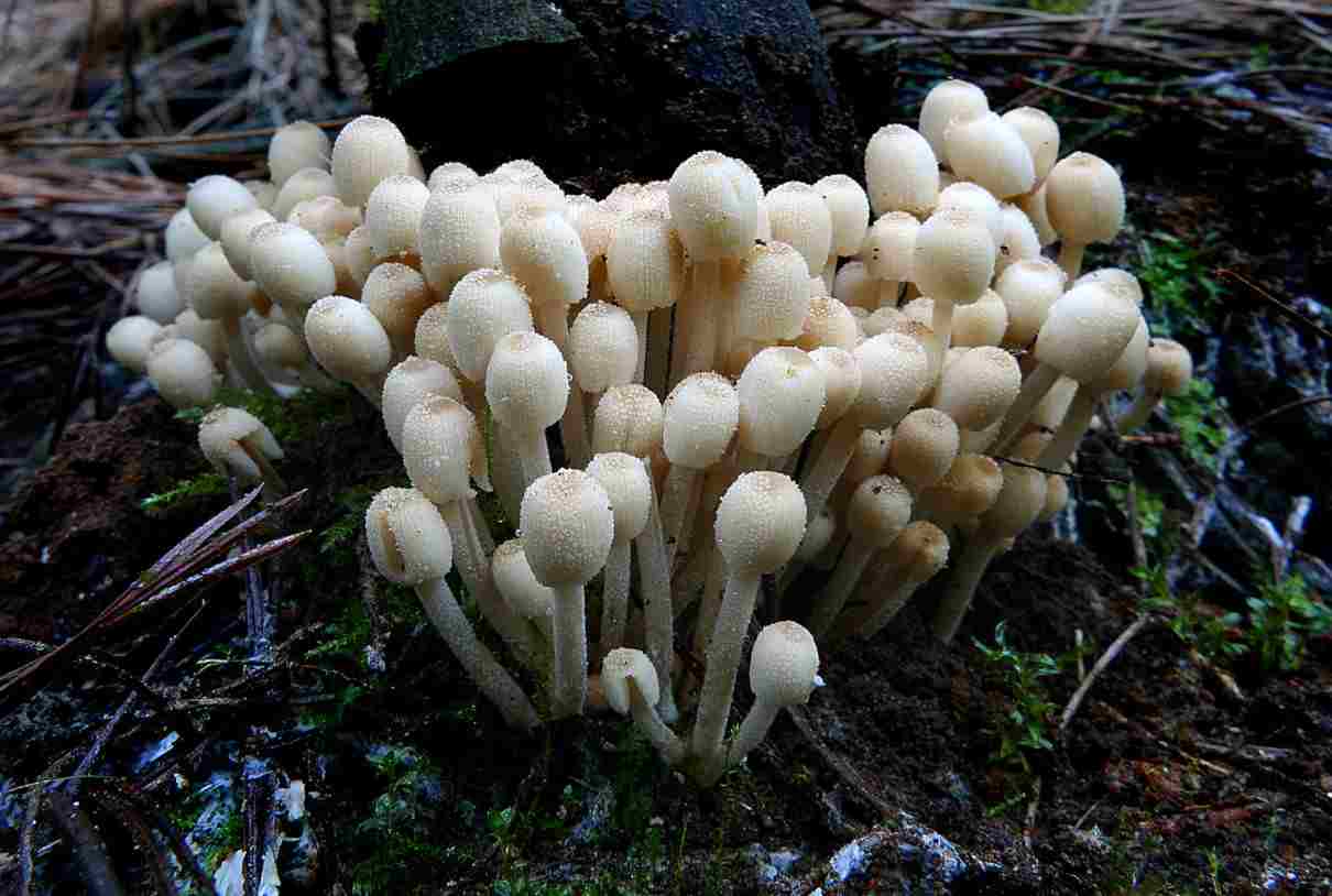 Hongos, reino Fungi