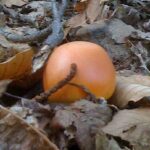 reproduccion-de-los-hongos