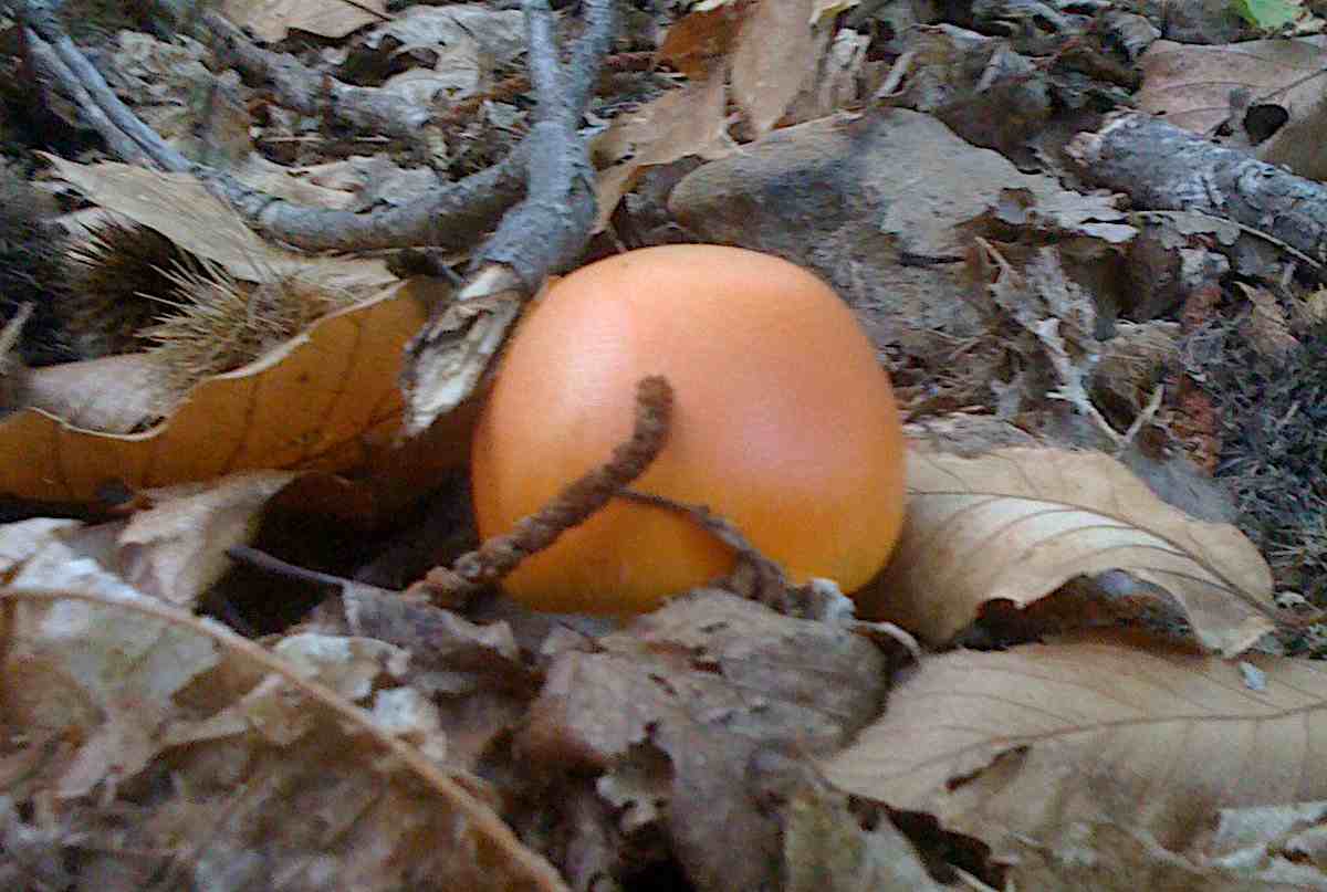 Reproducción de los hongos, tipos: sexual y asexual