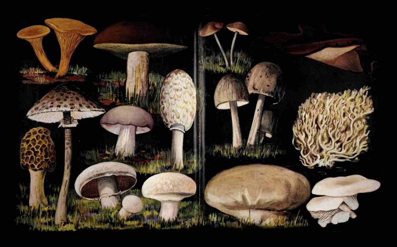 Taxonomía de los hongos