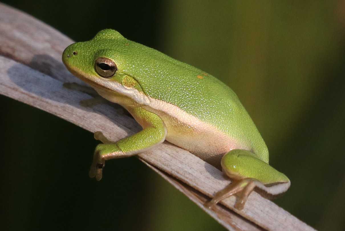 Temperatura corporal de los anfibios, mecanismos de regulación