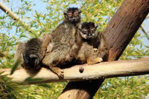 Temperatura corporal de los mamíferos, mecanismos de control