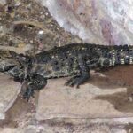 temperatura-corporal-de-los-reptiles