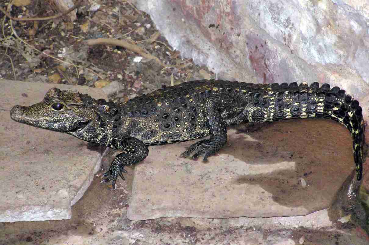 Temperatura corporal de los reptiles, Regulación activa y pasiva, procesos